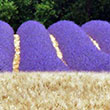 Getreide und Lavendel