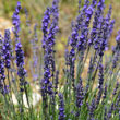 Lavandula angustifolia