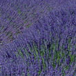 Lavendel