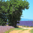 Fields of sage and lavender