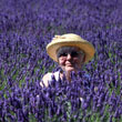 In the lavender heaven