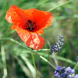 Harmony of red and blue