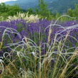 Angel hair in front of lavender