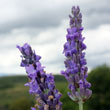 Spikes of lavender