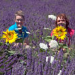 Hiding with sunflowers