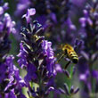 Bee at harvest