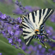 Lavender - a paradise for butterflies