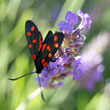 A nine-spotted moth