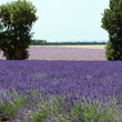 Trio of wheat, lavender and sage