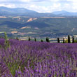View to the Valensole-Plateau