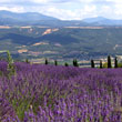 View to the Valensole-Plateau