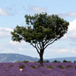 A lavender plateau