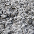 Steep cliff with hundreds of ammonites