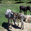Group of donkeys of a lavender farm