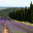 Cypresses were a popular motif of van Gogh