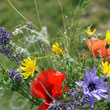 Picked at the roadside