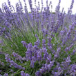 Lavender splendor