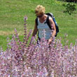 Hiking along a sage field