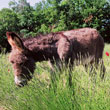 Donkeys in the pasture