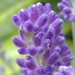 Flower spikes