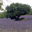 Tree in a field
