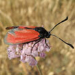 Thyme moth on pigeons skabiose
