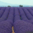 Lavender, as far as you can see