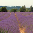 Lavender in the mountains