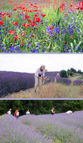 Wandern in der Haut Provence 