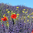 Wildblumen
