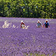 Lavendel erleben