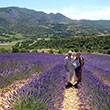 Lavendel liebt steinigen Boden