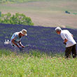 Lavendel