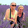 Urlaub im Lavendel