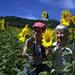 Sonnenblumen und wir