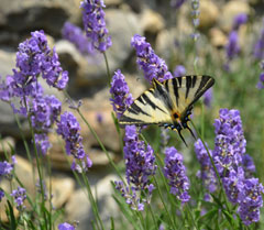 Schmetterling