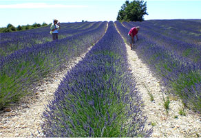 La Provence