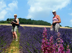 Salbei im Lavendel