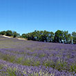 Lavendel soweit das Auge reicht