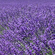 Lavendel fuer die Sinne